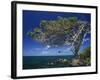 Divi Divi Tree, Cudarebe Point, Aruba, West Indies, Dutch Caribbean, Central America-Sergio Pitamitz-Framed Photographic Print