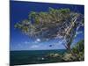 Divi Divi Tree, Cudarebe Point, Aruba, West Indies, Dutch Caribbean, Central America-Sergio Pitamitz-Mounted Photographic Print