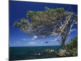 Divi Divi Tree, Cudarebe Point, Aruba, West Indies, Dutch Caribbean, Central America-Sergio Pitamitz-Mounted Photographic Print