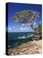 Divi Divi Tree, Cudarebe Point, Aruba, West Indies, Dutch Caribbean, Central America-Sergio Pitamitz-Stretched Canvas