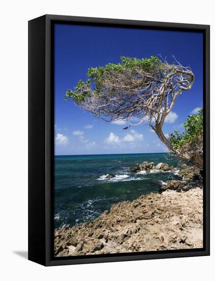 Divi Divi Tree, Cudarebe Point, Aruba, West Indies, Dutch Caribbean, Central America-Sergio Pitamitz-Framed Stretched Canvas