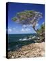 Divi Divi Tree, Cudarebe Point, Aruba, West Indies, Dutch Caribbean, Central America-Sergio Pitamitz-Stretched Canvas