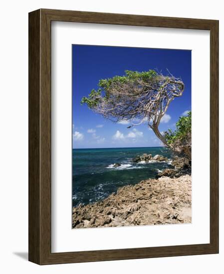 Divi Divi Tree, Cudarebe Point, Aruba, West Indies, Dutch Caribbean, Central America-Sergio Pitamitz-Framed Photographic Print