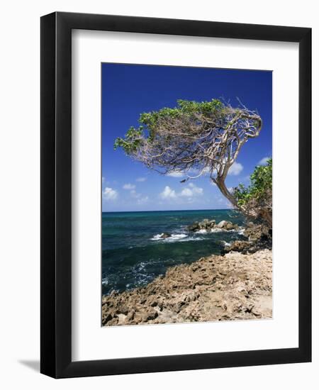 Divi Divi Tree, Cudarebe Point, Aruba, West Indies, Dutch Caribbean, Central America-Sergio Pitamitz-Framed Photographic Print