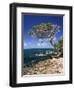 Divi Divi Tree, Cudarebe Point, Aruba, West Indies, Dutch Caribbean, Central America-Sergio Pitamitz-Framed Photographic Print