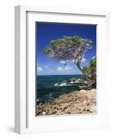 Divi Divi Tree, Cudarebe Point, Aruba, West Indies, Dutch Caribbean, Central America-Sergio Pitamitz-Framed Photographic Print