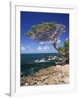 Divi Divi Tree, Cudarebe Point, Aruba, West Indies, Dutch Caribbean, Central America-Sergio Pitamitz-Framed Photographic Print