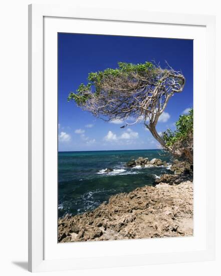 Divi Divi Tree, Cudarebe Point, Aruba, West Indies, Dutch Caribbean, Central America-Sergio Pitamitz-Framed Photographic Print