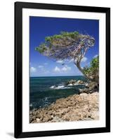 Divi Divi Tree, Cudarebe Point, Aruba, West Indies, Dutch Caribbean, Central America-Sergio Pitamitz-Framed Photographic Print