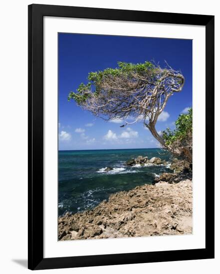 Divi Divi Tree, Cudarebe Point, Aruba, West Indies, Dutch Caribbean, Central America-Sergio Pitamitz-Framed Photographic Print