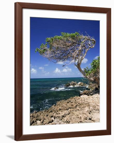 Divi Divi Tree, Cudarebe Point, Aruba, West Indies, Dutch Caribbean, Central America-Sergio Pitamitz-Framed Photographic Print