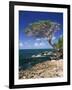 Divi Divi Tree, Cudarebe Point, Aruba, West Indies, Dutch Caribbean, Central America-Sergio Pitamitz-Framed Photographic Print