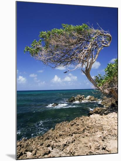 Divi Divi Tree, Cudarebe Point, Aruba, West Indies, Dutch Caribbean, Central America-Sergio Pitamitz-Mounted Photographic Print