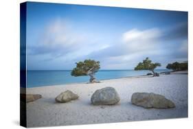 Divi Divi Trees on Eagle Beach, Aruba, Lesser Antilles, Netherlands Antilles, Caribbean-Jane Sweeney-Stretched Canvas