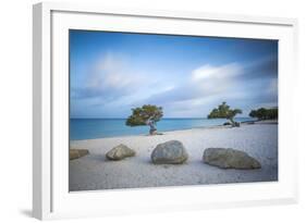 Divi Divi Trees on Eagle Beach, Aruba, Lesser Antilles, Netherlands Antilles, Caribbean-Jane Sweeney-Framed Photographic Print