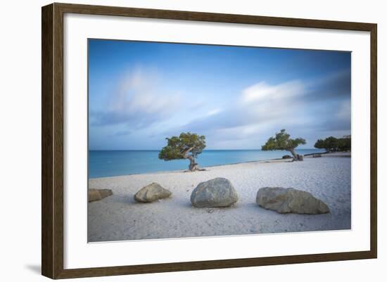 Divi Divi Trees on Eagle Beach, Aruba, Lesser Antilles, Netherlands Antilles, Caribbean-Jane Sweeney-Framed Photographic Print