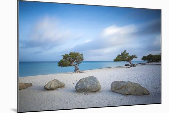 Divi Divi Trees on Eagle Beach, Aruba, Lesser Antilles, Netherlands Antilles, Caribbean-Jane Sweeney-Mounted Photographic Print