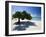 Divi Tree, Aruba-George Oze-Framed Photographic Print