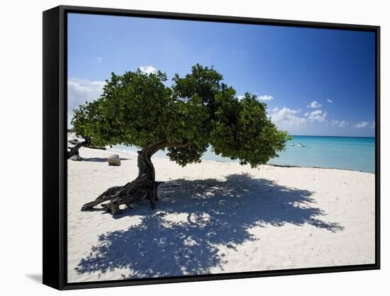 Divi Tree, Aruba-George Oze-Framed Stretched Canvas