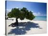 Divi Tree, Aruba-George Oze-Stretched Canvas