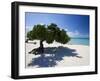 Divi Tree, Aruba-George Oze-Framed Photographic Print