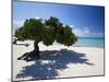 Divi Tree, Aruba-George Oze-Mounted Photographic Print