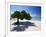 Divi Tree, Aruba-George Oze-Framed Photographic Print