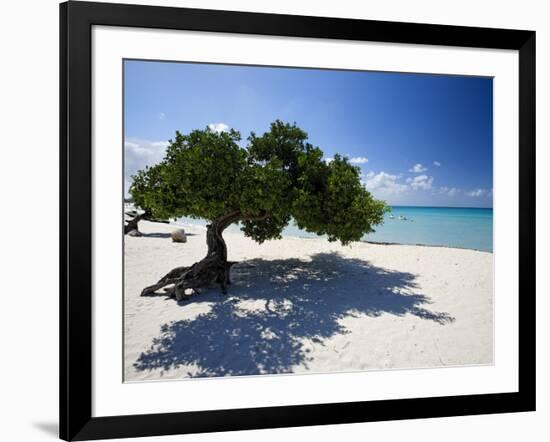 Divi Tree, Aruba-George Oze-Framed Photographic Print