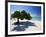 Divi Tree, Aruba-George Oze-Framed Photographic Print