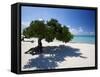 Divi Tree, Aruba-George Oze-Framed Stretched Canvas