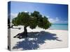 Divi Tree, Aruba-George Oze-Stretched Canvas