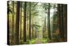 Divide-Lars Van de Goor-Stretched Canvas