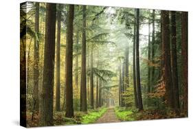 Divide-Lars Van de Goor-Stretched Canvas