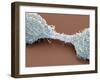 Dividing Brain Cancer Cells, SEM-Steve Gschmeissner-Framed Photographic Print