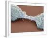 Dividing Brain Cancer Cells, SEM-Steve Gschmeissner-Framed Photographic Print