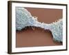 Dividing Brain Cancer Cells, SEM-Steve Gschmeissner-Framed Photographic Print