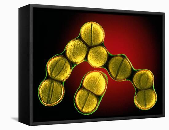 Dividing Staphylococcus Sp. Bacteria-Dr. Linda Stannard-Framed Stretched Canvas