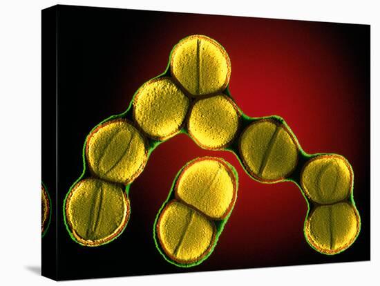 Dividing Staphylococcus Sp. Bacteria-Dr. Linda Stannard-Stretched Canvas