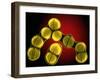 Dividing Staphylococcus Sp. Bacteria-Dr. Linda Stannard-Framed Photographic Print