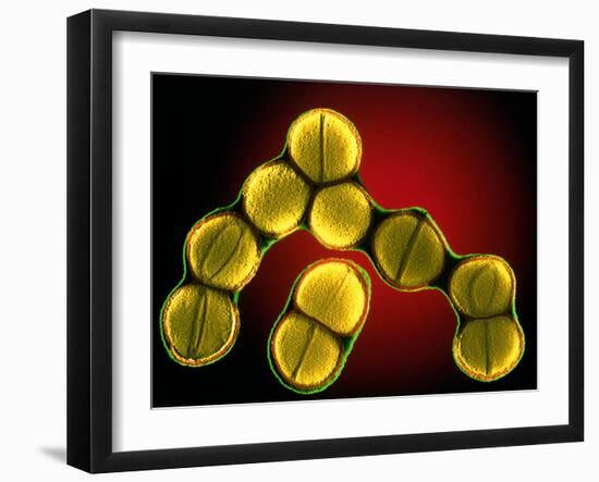 Dividing Staphylococcus Sp. Bacteria-Dr. Linda Stannard-Framed Photographic Print