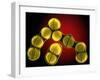 Dividing Staphylococcus Sp. Bacteria-Dr. Linda Stannard-Framed Photographic Print