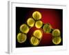 Dividing Staphylococcus Sp. Bacteria-Dr. Linda Stannard-Framed Photographic Print