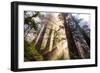 Divine Forest Light California Redwoods, Coastal Trees-Vincent James-Framed Photographic Print