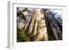 Divine Forest Light California Redwoods, Coastal Trees-Vincent James-Framed Photographic Print