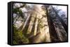 Divine Forest Light California Redwoods, Coastal Trees-Vincent James-Framed Stretched Canvas