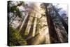 Divine Forest Light California Redwoods, Coastal Trees-Vincent James-Stretched Canvas