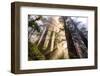 Divine Forest Light California Redwoods, Coastal Trees-Vincent James-Framed Photographic Print