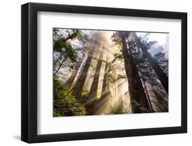 Divine Forest Light California Redwoods, Coastal Trees-Vincent James-Framed Photographic Print