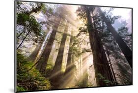 Divine Forest Light California Redwoods, Coastal Trees-Vincent James-Mounted Photographic Print