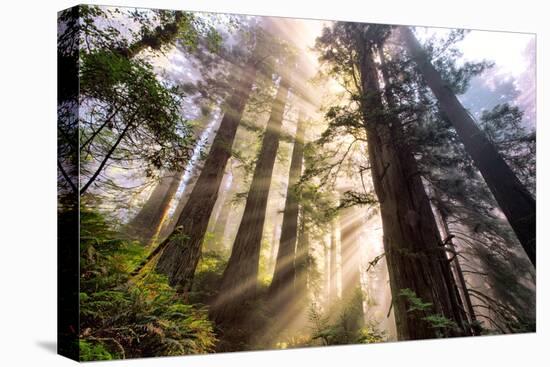 Divine Forest Light California Redwoods, Coastal Trees-Vincent James-Stretched Canvas